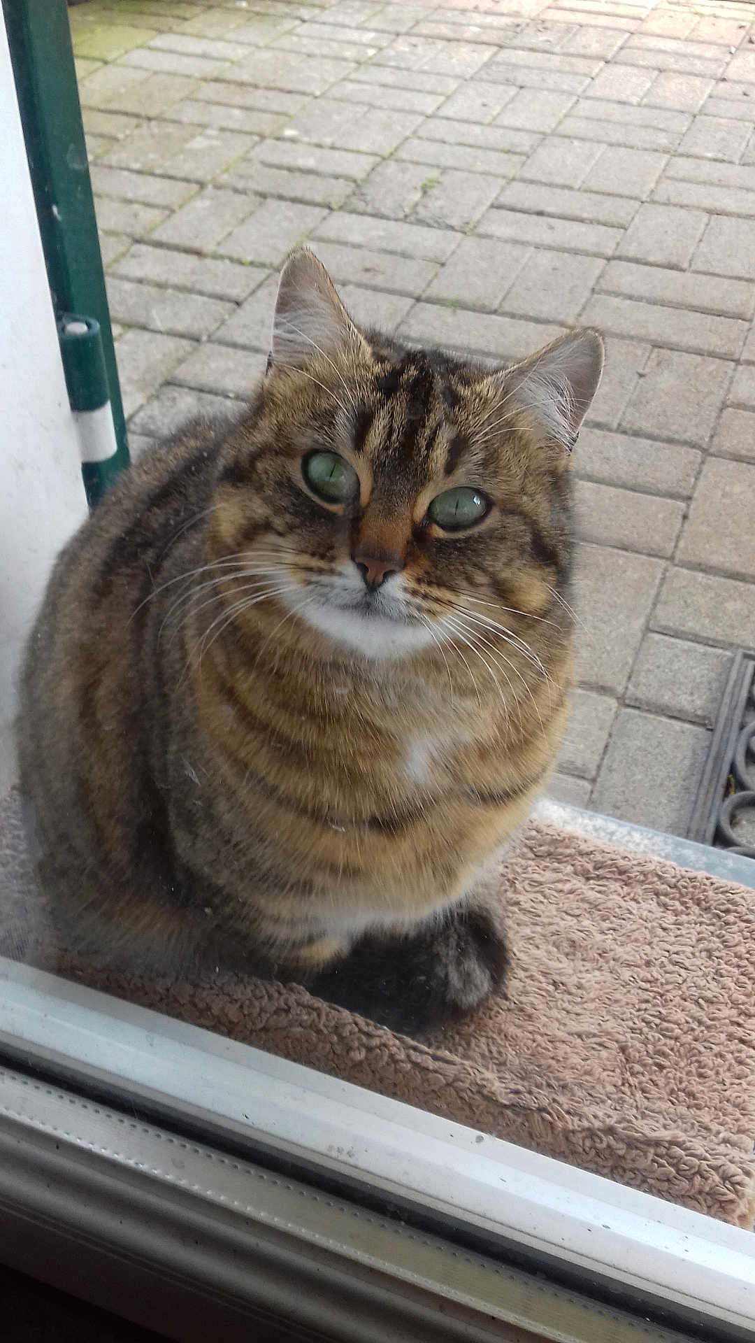 Minou a rejoint le concours — aidez-le/la à gagner de superbes lots ! cat, tabby, green_eyes, fur, whiskers, mat, glass_door, pavement, outdoor, pet, animal, curious, sitting, close_up, feline, domestic_cat, window, reflection, striped, cute