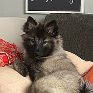 Penny joined the competition — help win amazing prizes! couch, dog, ears, eye_contact, fluffy, framed_sign, fur, gray_pillow, homedecor, indoor, living_room, pillow, puppy, red_pillow, relaxed, sitting, sofa, staring, tail, wall_art