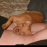 Dixie is registered to the contest to win money with this photo: puppy, dog, pet, brown_dog, snuggling, lap, bed, blanket, resting, cute, domestic_animal, animal, indoors, relaxing, companion, fur, laying, ears, nose, human