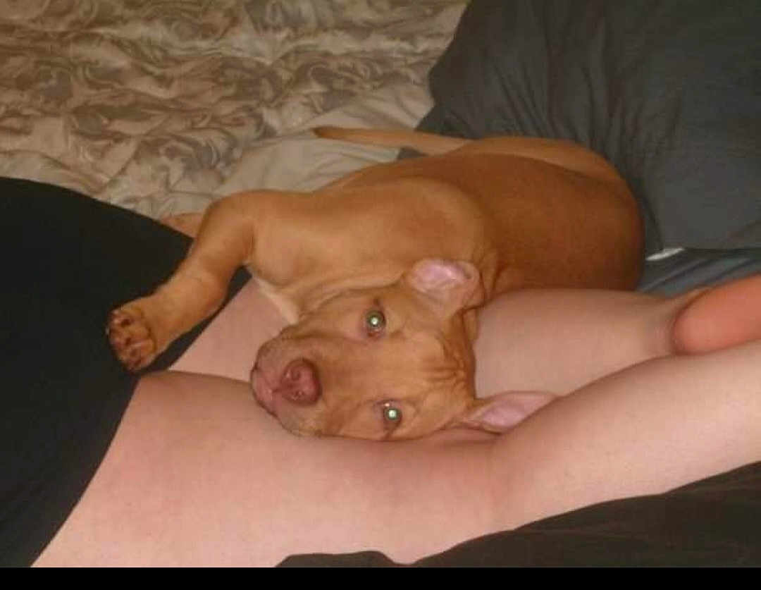 Dixie