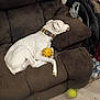 dog, white_dog, collar, yellow_toy, brown_couch, pet_hair, indoor, floor, tennis_ball, clothing, jacket, can, plastic_bag, relaxing, pet, animal, home, living_room, toy, resting