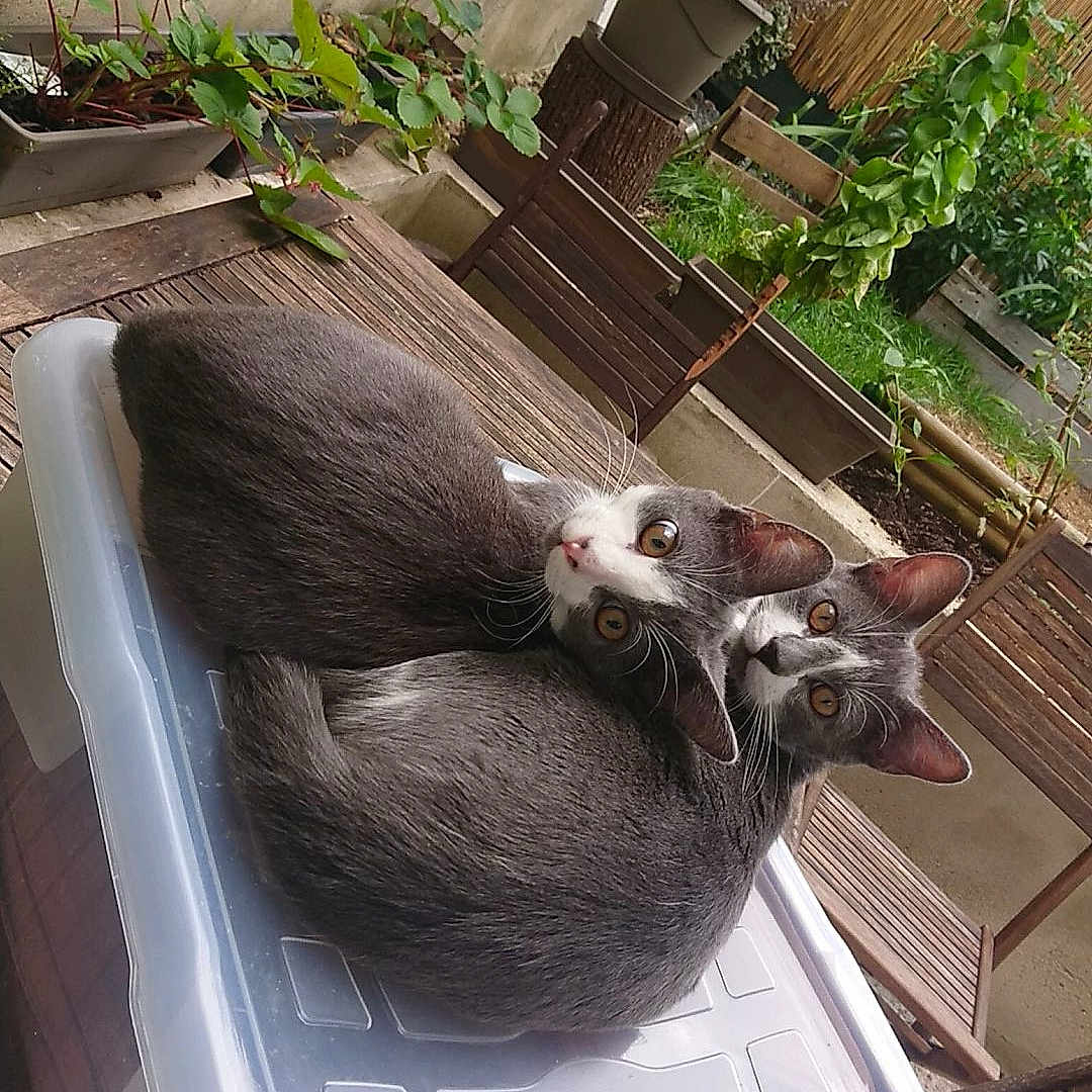 Jeiger Et Ghost participe au concours pour gagner de l'argent avec cette photo : cat, grey_cat, white_face, two_cats, curled_up, plastic_container, outdoor, garden, plants, wooden_chair, wooden_table, greenery, curious, pet, domestic_animal, feline, resting, companion, natural_light, relaxed