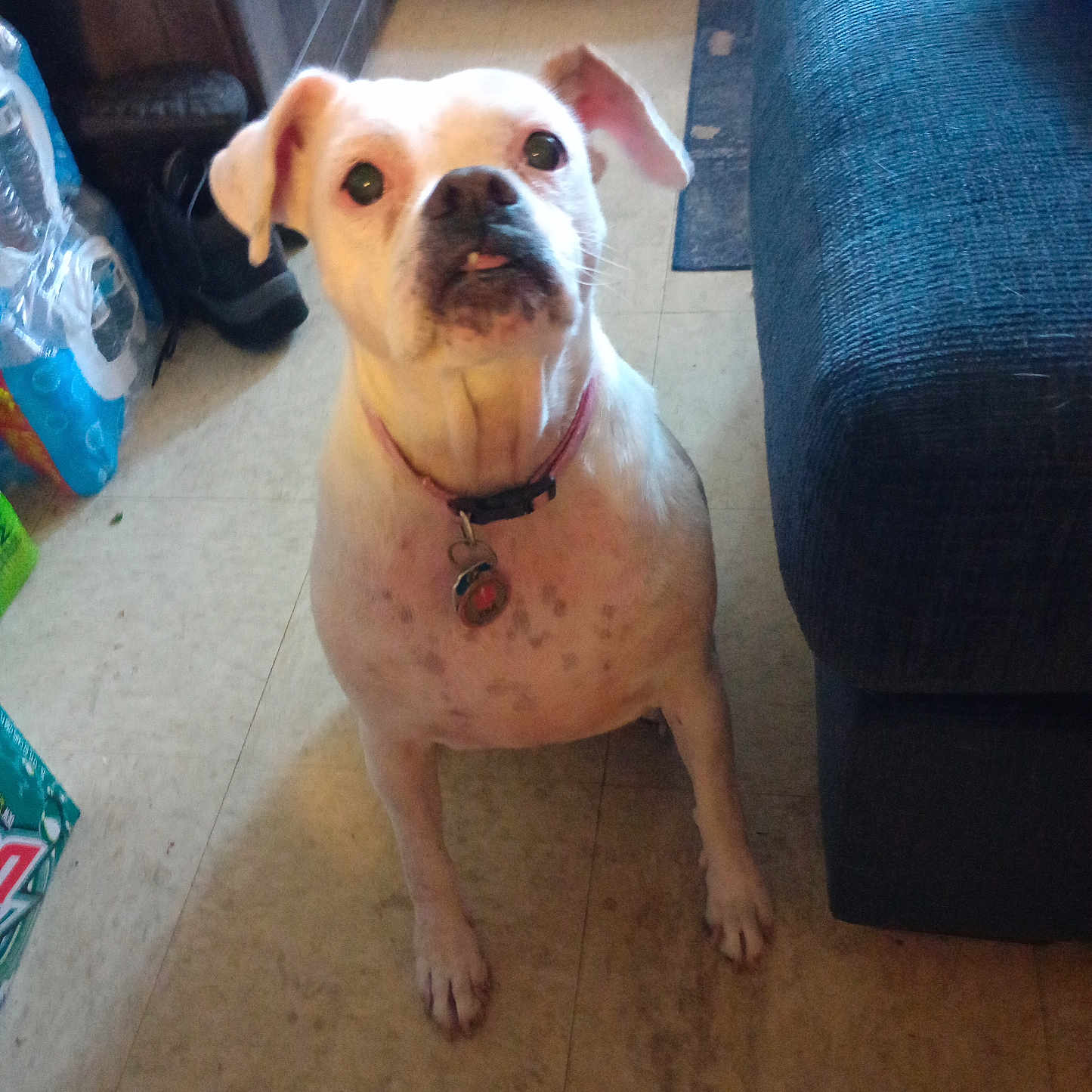 Momma Star joined the competition — help win amazing prizes! animal, canine, collar, companion, couch, curious, cute, dog, domestic, ear_flop, expression, floor, household, indoor, looking_up, mammal, pet, tags, tile_floor, white_dog