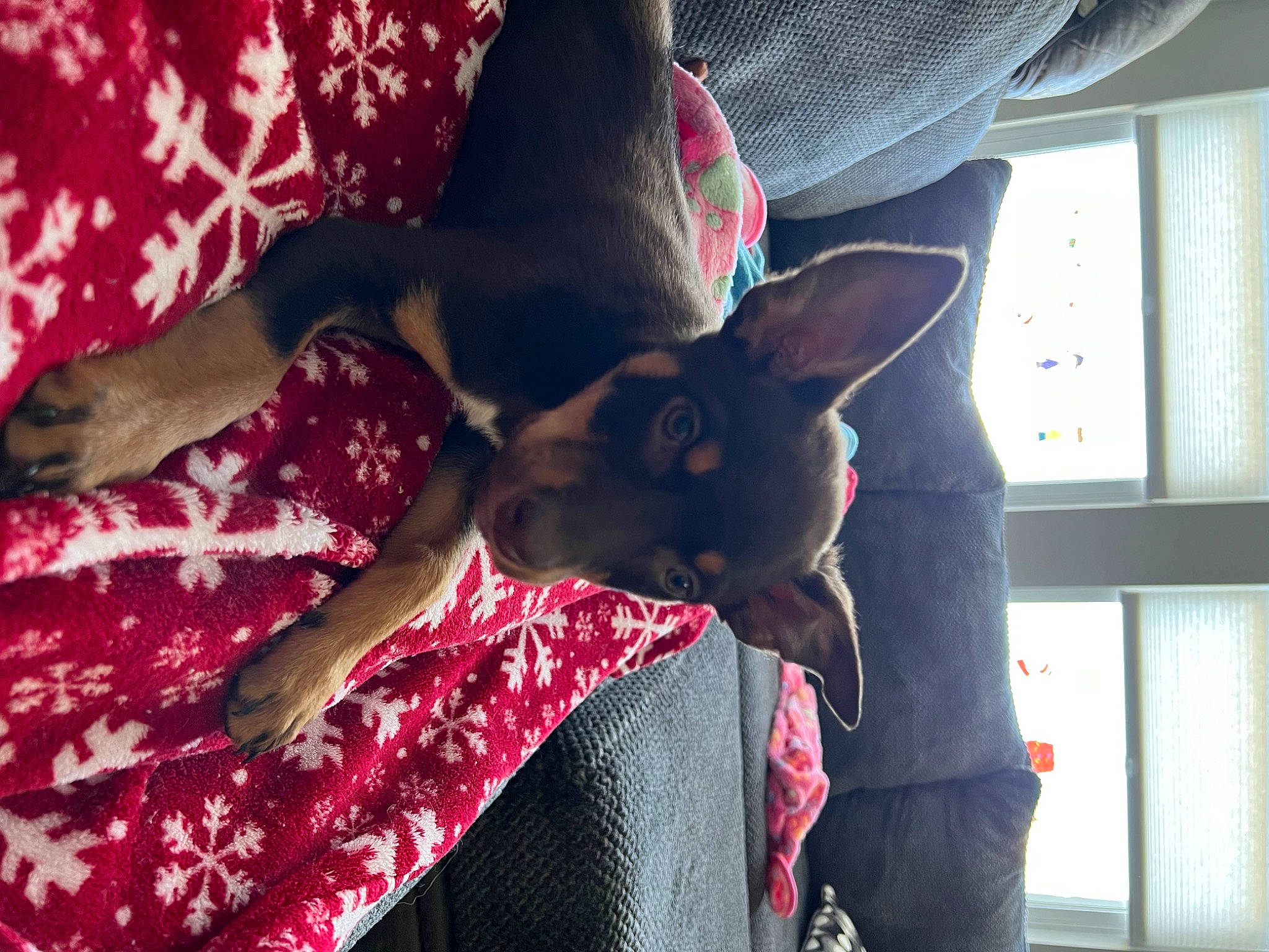 Jackson Teller joined the competition — help win amazing prizes! black_hair, carnivore, comfort, companion_dog, elbow, fawn, felidae, fur, gesture, human_leg, linens, magenta, pattern, purple, red, small_to_medium_sized_cats, textile, thigh, tints_and_shades, tree