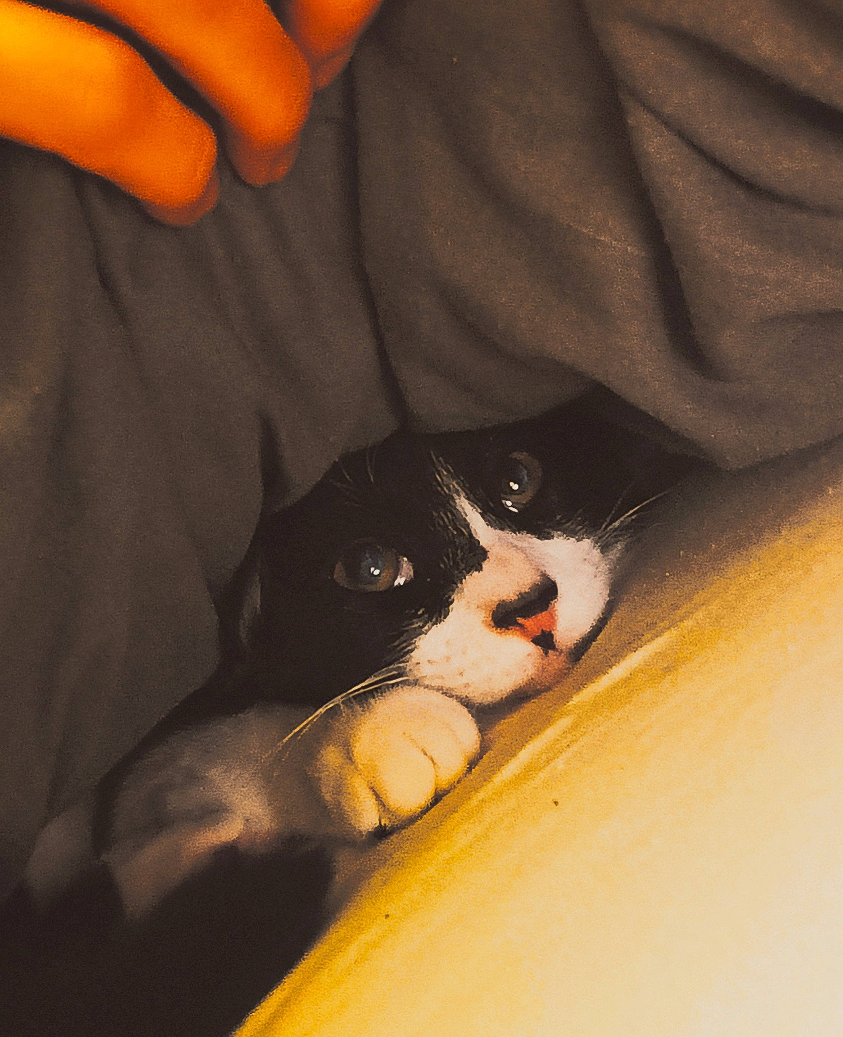 Twix a rejoint le concours — aidez-le/la à gagner de superbes lots ! carnivore, cat, comfort, companion_dog, dog_breed, felidae, finger, foot, gesture, human_leg, nail, small_to_medium_sized_cats, snout, sporting_group, tail, thigh, thumb, tints_and_shades, whiskers, wood