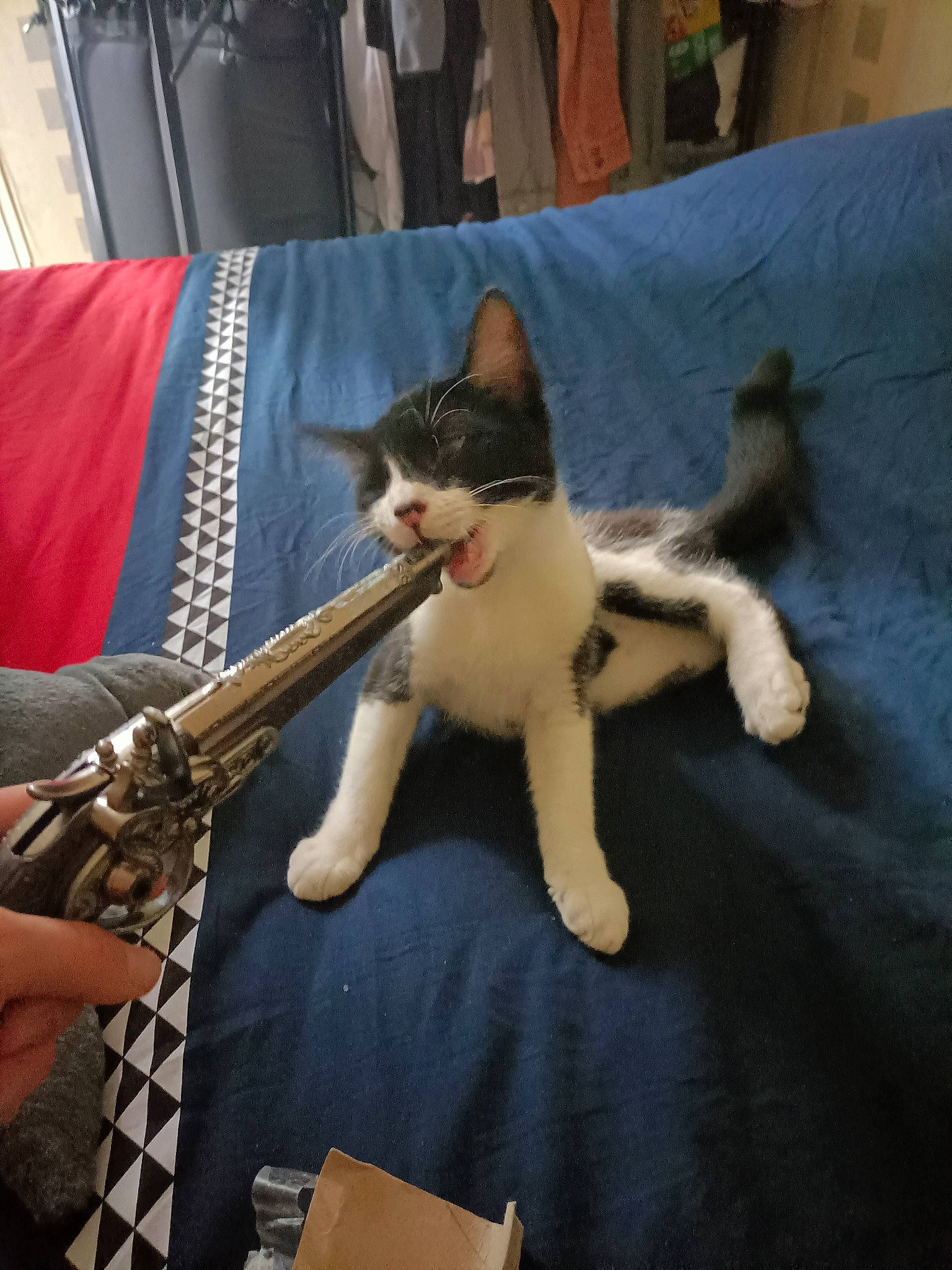 Twix participe au concours pour gagner de l'argent avec cette photo : air_gun, carnivore, cat, chair, comfort, domestic_short_haired_cat, fawn, felidae, fur, human_leg, paw, recreation, shipping_box, shotgun, small_to_medium_sized_cats, snout, tail, textile, whiskers, wood