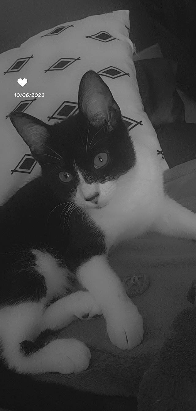 Twix a rejoint le concours — aidez-le/la à gagner de superbes lots ! black_and_white, box, carnivore, cat, comfort, domestic_short_haired_cat, felidae, fur, grey, human_leg, monochrome, monochrome_photography, paw, sitting, small_to_medium_sized_cats, snout, style, tail, whiskers, window