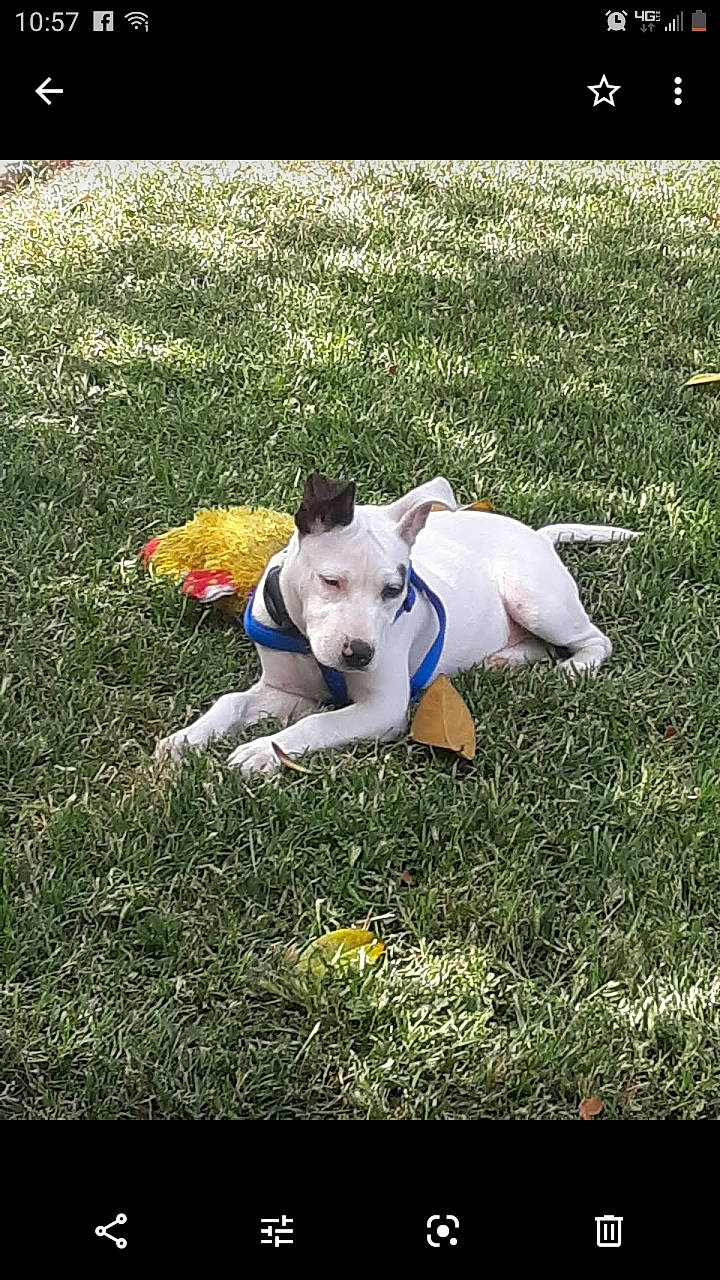 Corrina is registered to the contest to win money with this photo: american_bulldog, american_pit_bull_terrier, american_staffordshire_terrier, canidae, carnivore, companion_dog, dog, dog_breed, dogo_argentino, dogo_guatemalteco, fawn, french_bulldog, grass, mammal, non_sporting_group, pit_bull, puppy, snout, sporting_group, vertebrate