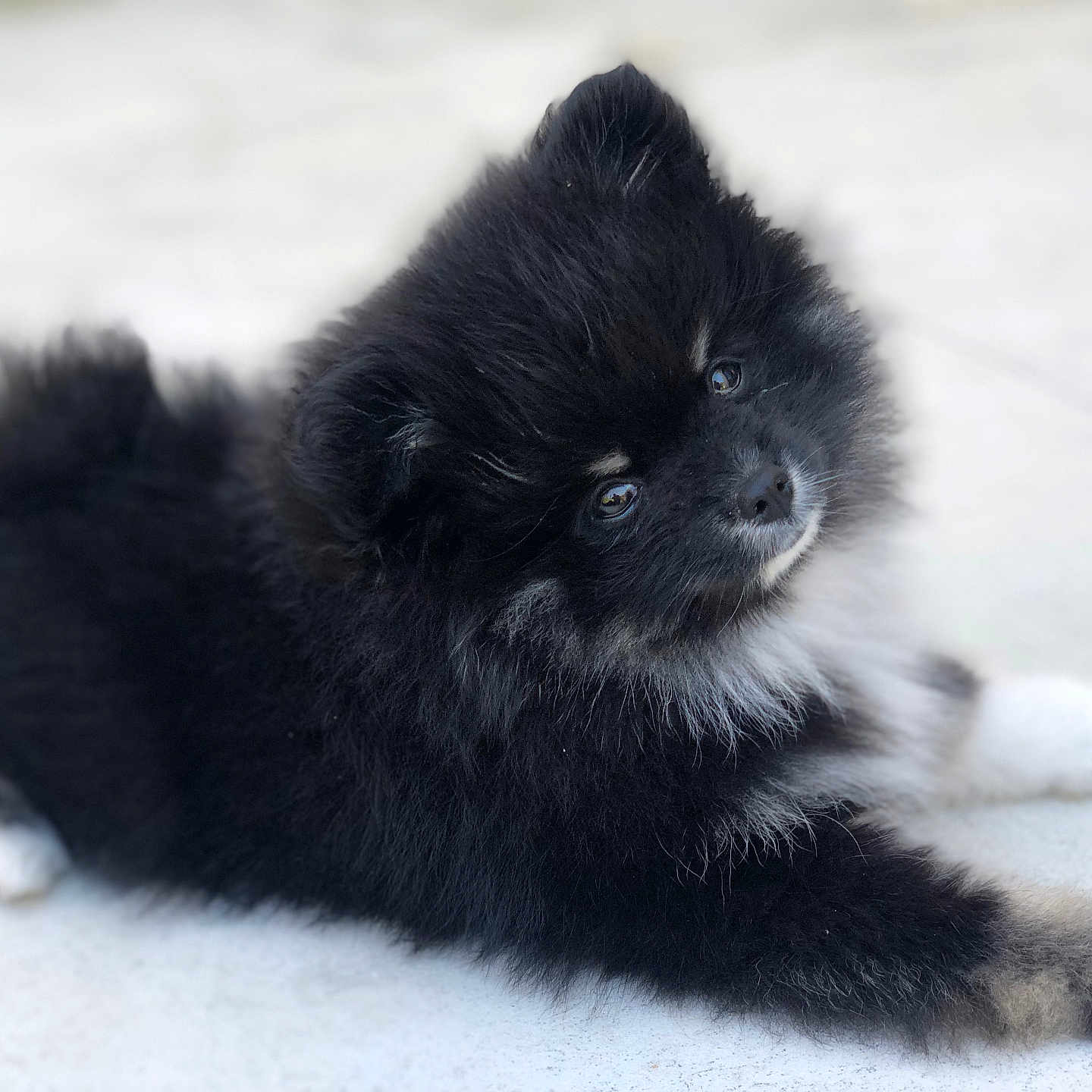 Vaya participe au concours pour gagner de l'argent avec cette photo : affenpinscher, animal, canine, cat, chow, cockerspaniel, collie, dog, eskimodog, kitten, manx, newfoundland, papillon, pet, puppy, snout, whitedog