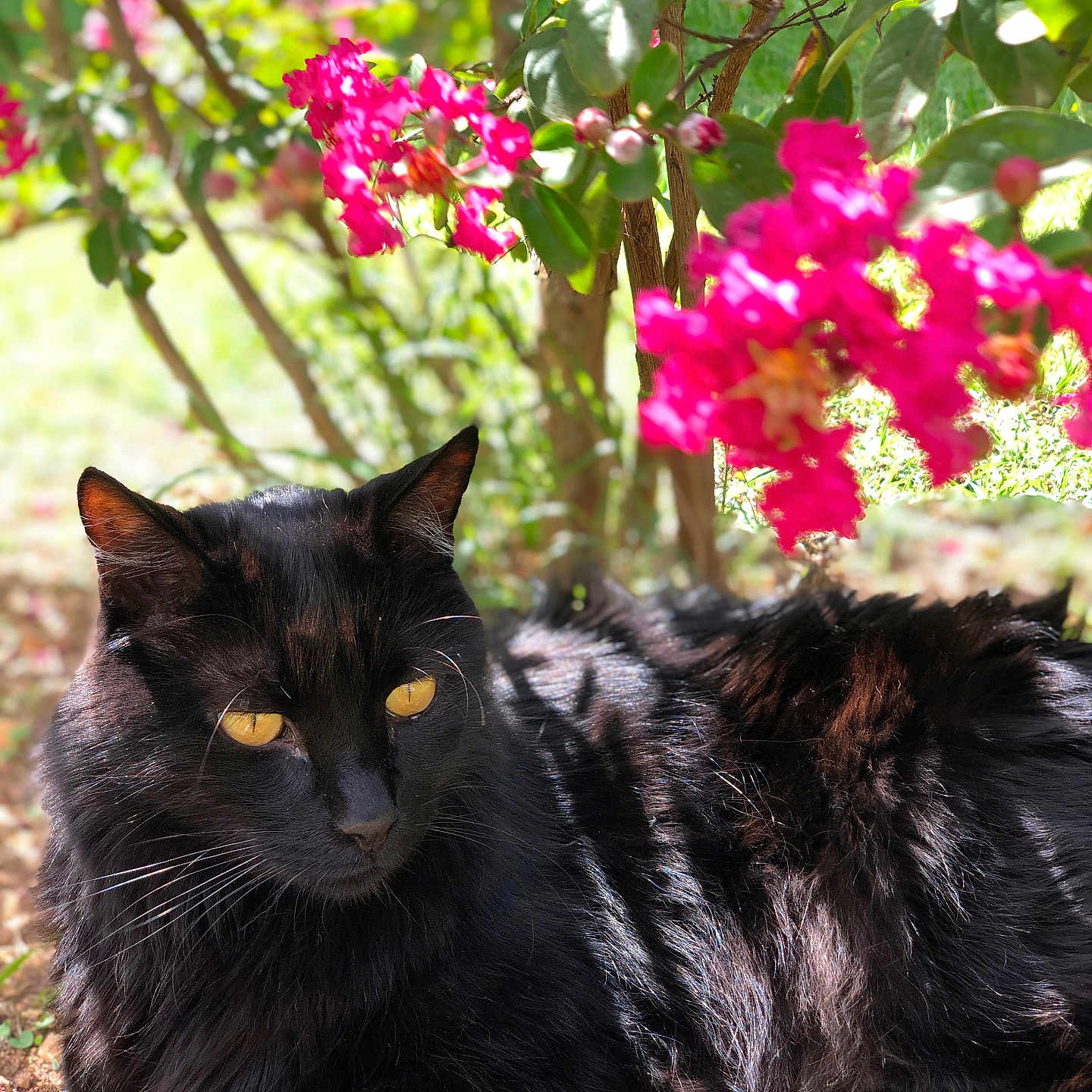 Saphir