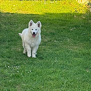 Aslan a rejoint le concours — aidez-le/la à gagner de superbes lots ! puppy, dog, white_dog, grass, greenery, outdoor, happy, pet, canine, nature, sunlight, playful, fur, tongue_out, ears_up, young_dog, summer, garden, animal, walking