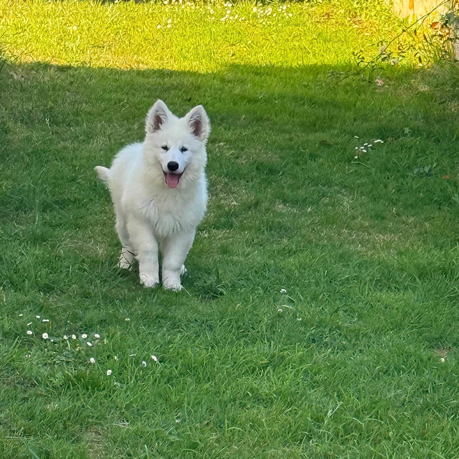 Aslan