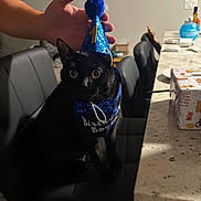 Rex is registered to the contest to win money with this photo: cat, black_cat, birthday_hat, party_hat, birthday, pet, indoor, kitchen, counter, present, gift_box, human_hand, barstool, chair, wide_eyes, curious, costume, bandana, portrait, evening_lighting