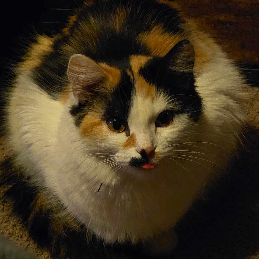 Merv is registered to the contest to win money with this photo: calico_cat, carpet, cat, close_up, cozy, cute, eyes, fluffy, fur_pattern, furniture, home, indoor, low_light, nose, paws, pet, portrait, sitting, tongue_out, whiskers