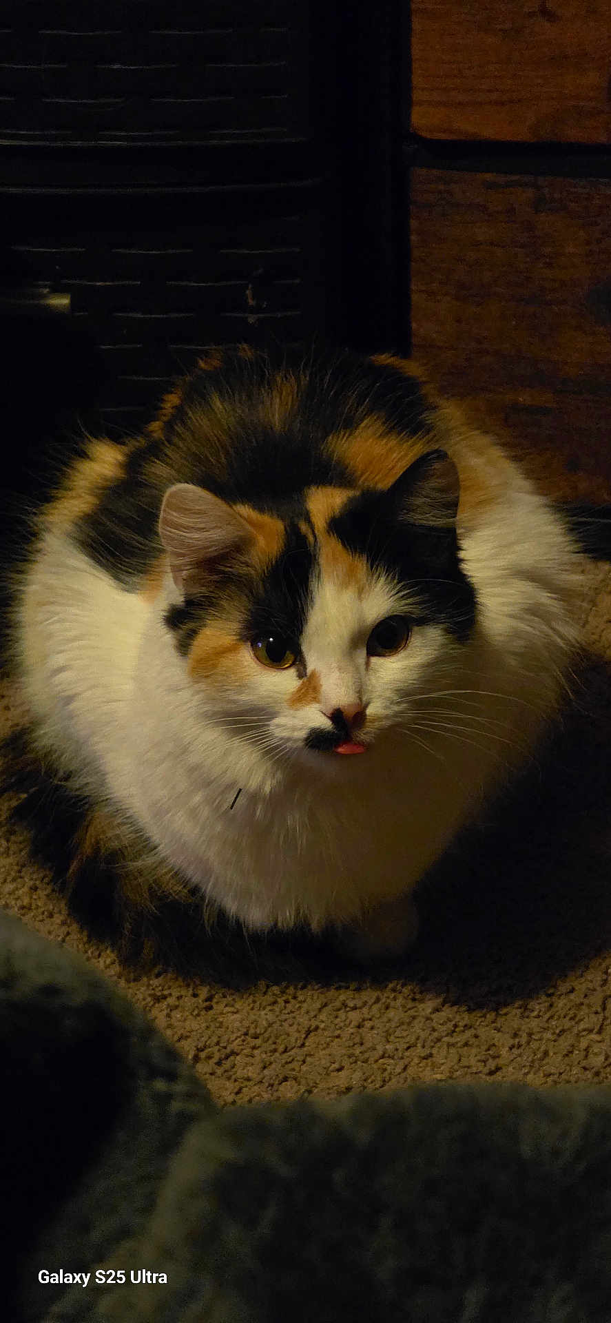 Merv is registered to the contest to win money with this photo: calico_cat, carpet, cat, close_up, cozy, cute, eyes, fluffy, fur_pattern, furniture, home, indoor, low_light, nose, paws, pet, portrait, sitting, tongue_out, whiskers