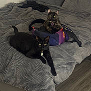 Jasper And Sally is registered to the contest to win money with this photo: animal, bag, bed, black_cat, blanket, cat, collar, cozy, cute, domestic_animal, feline, floor, fur, home, indoor, looking_at_camera, pet, relaxing, resting, tortoiseshell_cat