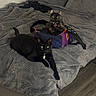 animal, bag, bed, black_cat, blanket, cat, collar, cozy, cute, domestic_animal, feline, floor, fur, home, indoor, looking_at_camera, pet, relaxing, resting, tortoiseshell_cat