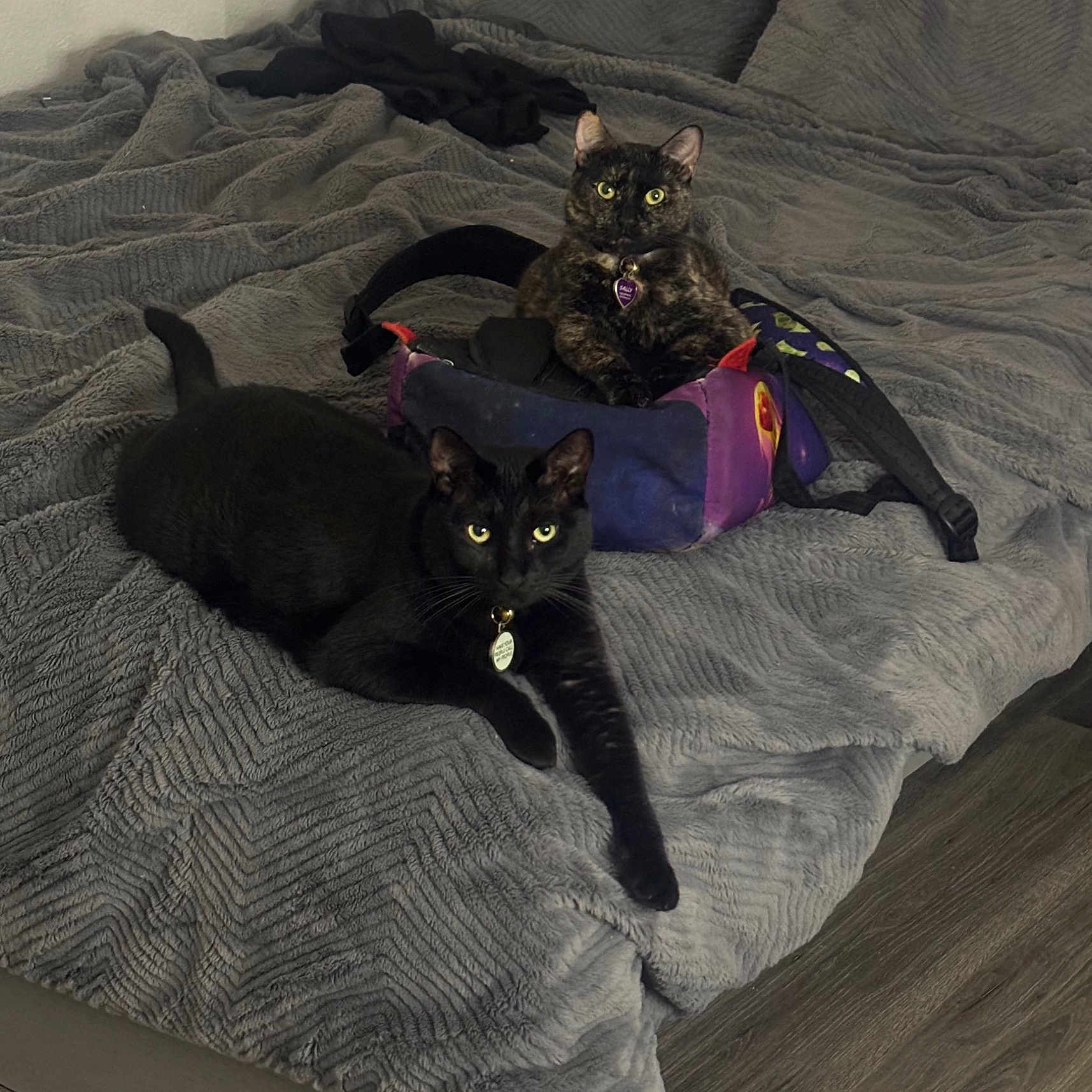 Jasper And Sally