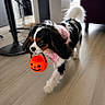 Aquarelle participe au concours pour gagner de l'argent avec cette photo : dog, cavalier_king_charles_spaniel, indoor, floor, pink_bandana, pumpkin_bucket, halloween, pet, walking, black_white_brown, cute, small_dog, fur, tail, ears, mouth, toy, house, carpet, furniture