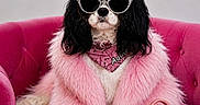 Aquarelle participe au concours pour gagner de l'argent avec cette photo : dog, cavalier_king_charles_spaniel, pink_fur_coat, sunglasses, pink_bandana, pink_chair, plush_toy, dog_accessories, fashion, pet_portrait, indoor, cute, luxury, pink_purse, pet_fashion, fluffy, animal, seated, stylish, portrait