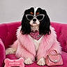 dog, cavalier_king_charles_spaniel, pink_fur_coat, sunglasses, pink_bandana, pink_chair, plush_toy, dog_accessories, fashion, pet_portrait, indoor, cute, luxury, pink_purse, pet_fashion, fluffy, animal, seated, stylish, portrait