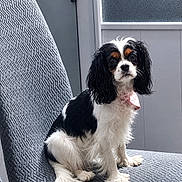 Aquarelle participe au concours pour gagner de l'argent avec cette photo : dog, cavalier_king_charles_spaniel, pet, indoor, chair, gray_chair, fur, black_and_white, cute, bandana, looking_at_camera, dog_face, small_dog, sitting, domestic_animal, animal, ears, tail, whiskers, portrait