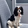 dog, cavalier_king_charles_spaniel, pet, indoor, chair, gray_chair, fur, black_and_white, cute, bandana, looking_at_camera, dog_face, small_dog, sitting, domestic_animal, animal, ears, tail, whiskers, portrait