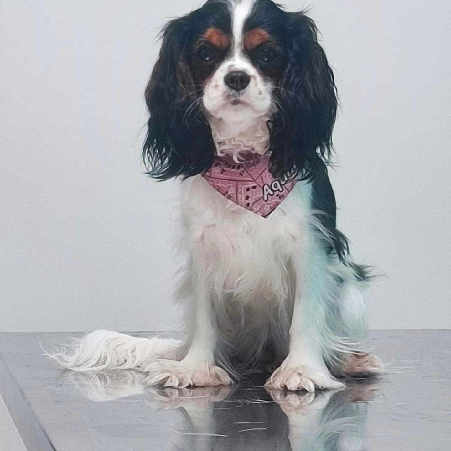 Aquarelle participe au concours pour gagner de l'argent avec cette photo : dog, cavalier_king_charles_spaniel, pet, bandana, pink_bandana, sitting, long_ears, white_fur, black_fur, brown_markings, metal_table, reflection, studio, portrait, animal, cute, indoor, calm, looking_at_camera, small_dog