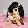 Aquarelle a rejoint le concours — aidez-le/la à gagner de superbes lots ! puppy, dog, toy, plush_toy, pink_blanket, cute, pet, fur, black_and_white, brown_spots, lying_down, indoor, soft_texture, animal, young_dog, snout, ears, paw, bed, cozy