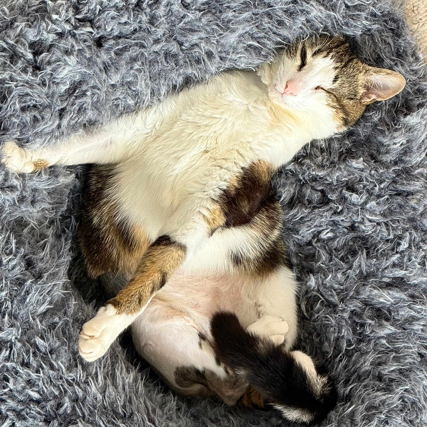 Louie is registered to the contest to win money with this photo: animal, cat, comfortable, cozy, cute, feline, fluffy_bed, fur, gray, indoor, paw, pet, pink_nose, relaxed, resting, sleeping, tabby, tail, whiskers, white_fur