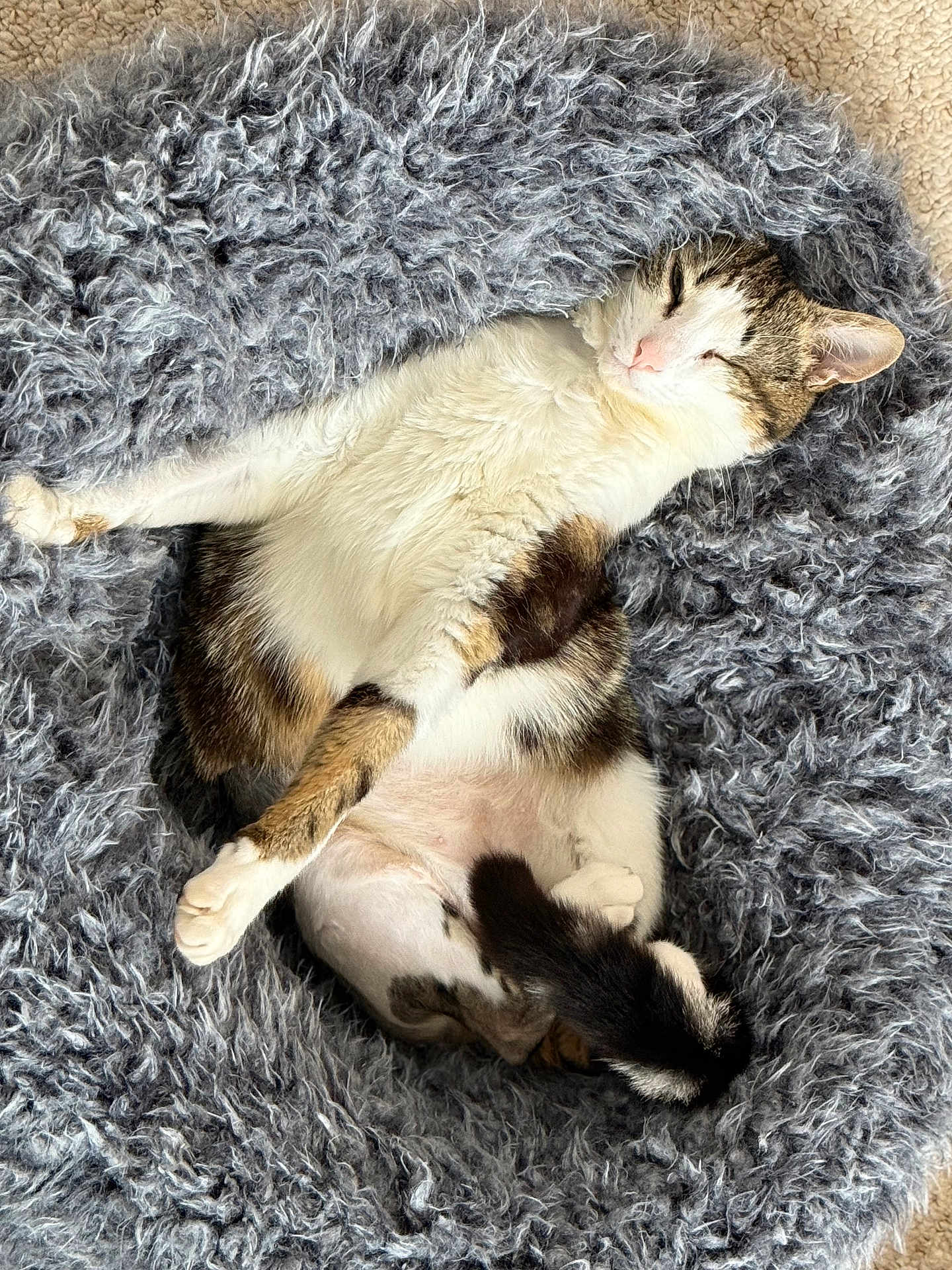 Louie