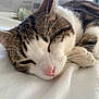Louie is registered to the contest to win money with this photo: animal, blurred_background, cat, close_up, cozy, cute, domestic, feline, fur, indoor, nap, pet, pink_nose, relaxed, resting, sleeping, soft, tabby, whiskers, white_bed