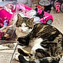 Louie joined the competition — help win amazing prizes! animal, carpet, cat, childrens_toys, doll, domestic_cat, feline, floor, fur, indoor, pet, pink, plastic, playroom, relaxed, tabby, tail, toy_car, whiskers, winking