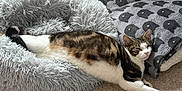 Louie is registered to the contest to win money with this photo: animal, carpet, cat, cozy, domestic_cat, ears, feline, floor, gray, indoor, patterned_pillow, pet_bed, pink_nose, relaxed, resting, soft_texture, stretching, sunlight, tabby_cat, whiskers