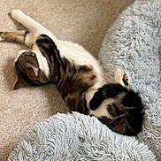 Louie is registered to the contest to win money with this photo: animal, carpet, cat, cozy, cute, domestic_animal, feline, fluffy, fur, home, indoor, laying_down, paws, pet_bed, relaxed, resting, sleeping, soft, tabby, whiskers