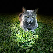 Ray joined the competition — help win amazing prizes! cat, gray_cat, grass, outdoor, animal, pet, nature, greenery, lying_down, close_up, spotlight, dark_background, feline, mammal, whiskers, ears, eyes, fur, alert, resting