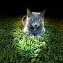cat, gray_cat, grass, outdoor, animal, pet, nature, greenery, lying_down, close_up, spotlight, dark_background, feline, mammal, whiskers, ears, eyes, fur, alert, resting