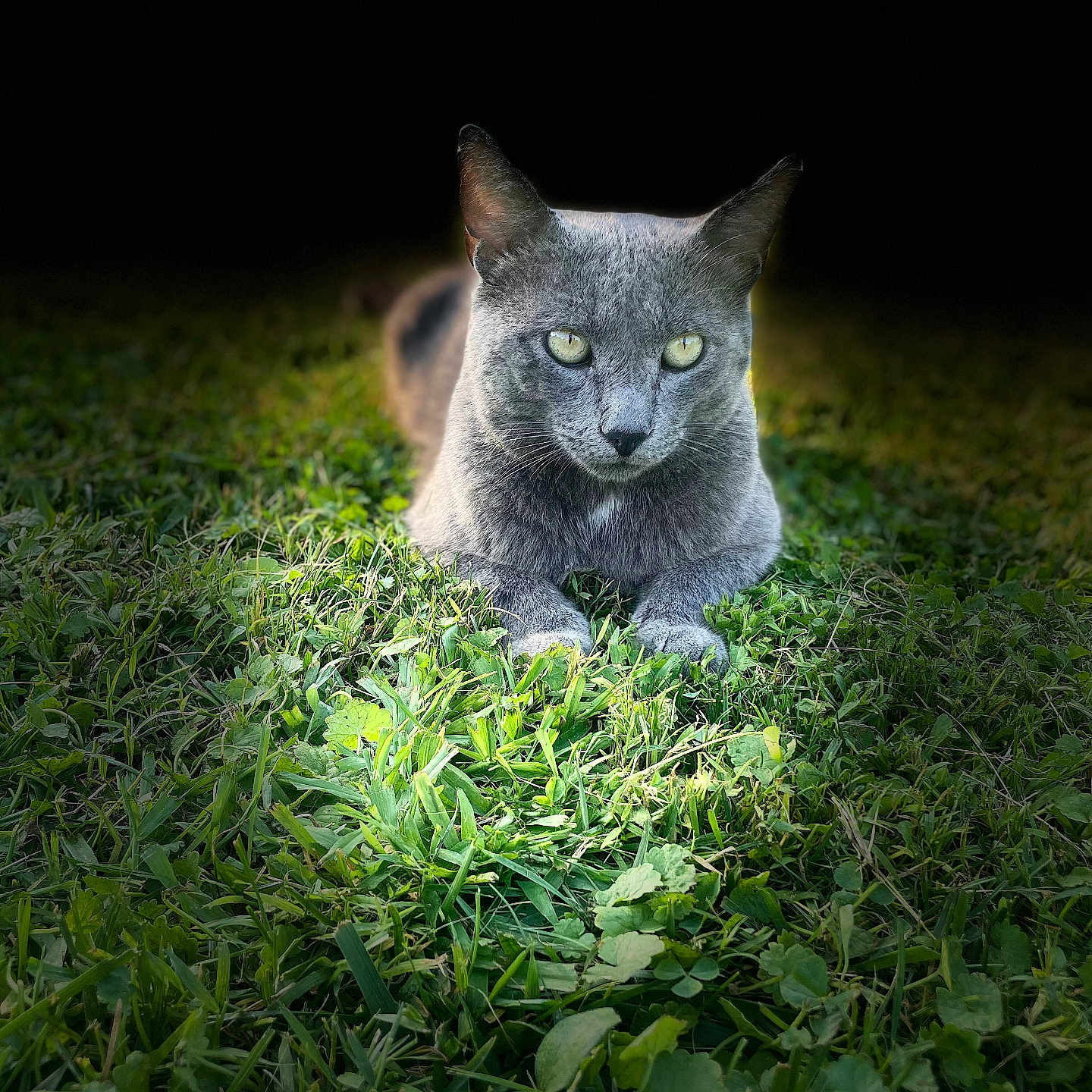 Ray joined the competition — help win amazing prizes! alert, animal, cat, close_up, dark_background, ears, eyes, feline, fur, grass, gray_cat, greenery, lying_down, mammal, nature, outdoor, pet, resting, spotlight, whiskers
