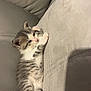 kitten, cat, pet, sleeping, couch, indoor, feline, cute, small, fur, striped, whiskers, paws, relaxed, cozy, home, animal, mammal, resting, soft