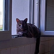 Oréo a rejoint le concours — aidez-le/la à gagner de superbes lots ! animal, appliance, calm, cat, daylight, domestic, faucet, feline, gaze, gray_cat, house, indoor, kitchen, pet, relaxed, resting, sink, tiles, window, windowsill