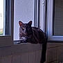 animal, appliance, calm, cat, daylight, domestic, faucet, feline, gaze, gray_cat, house, indoor, kitchen, pet, relaxed, resting, sink, tiles, window, windowsill
