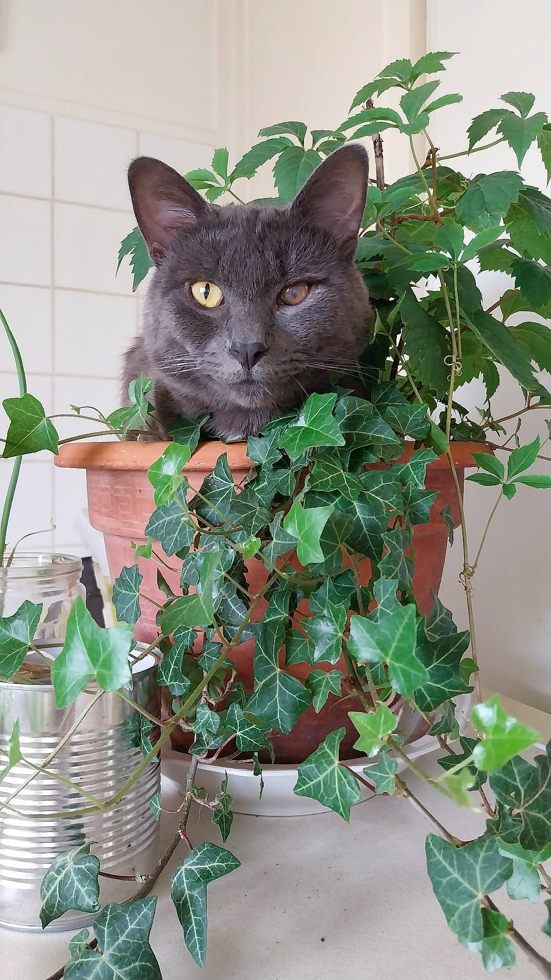 Oréo participe au concours pour gagner de l'argent avec cette photo : animal, cat, cookware, flower, flowerarrangement, green, herbal, herbs, ivy, jar, kitten, leaf, pet, plant, planter, pot, pottedplant, pottery, vase, vine