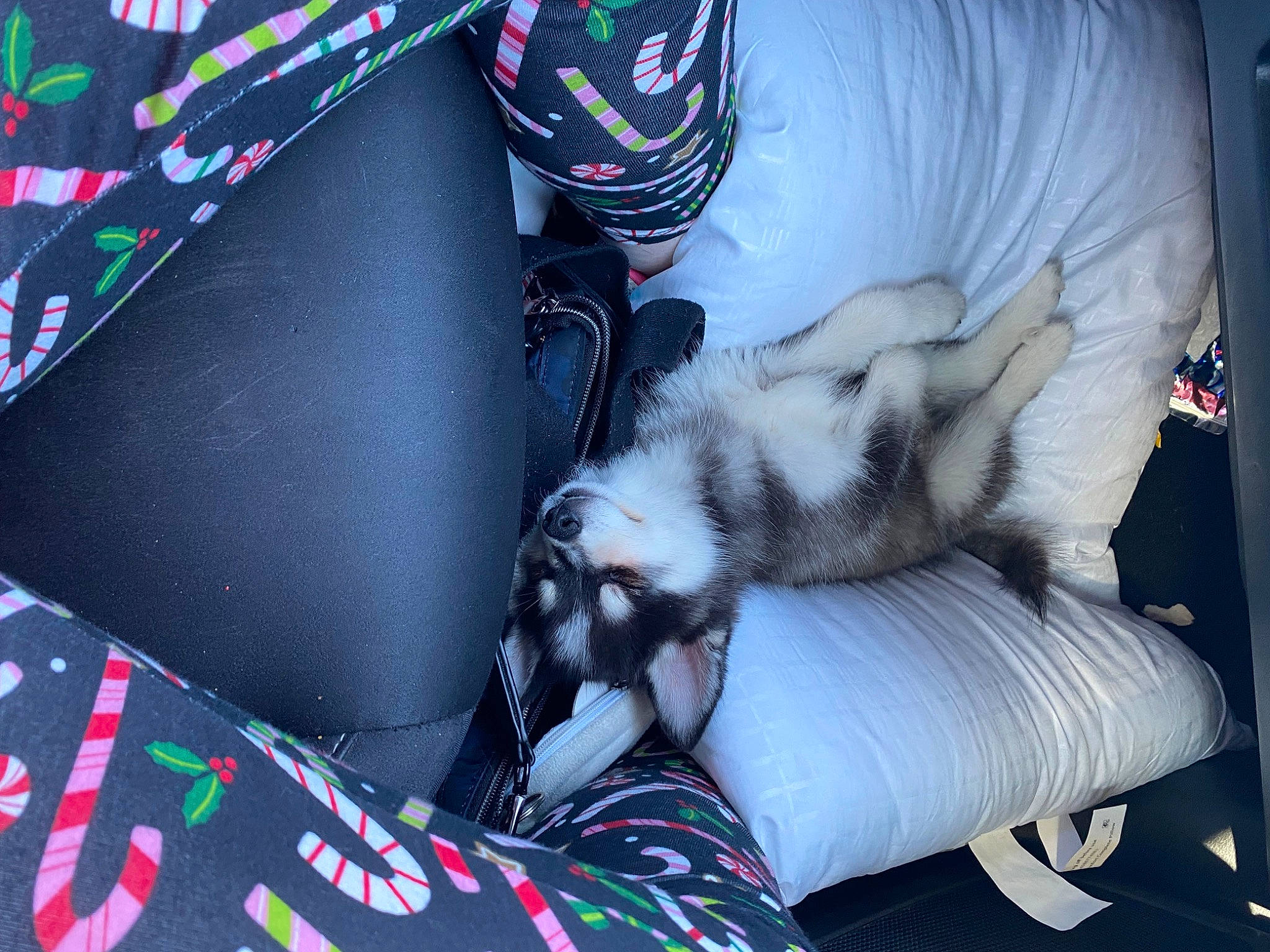 Winter joined the competition — help win amazing prizes! carmine, carnivore, cat, comfort, companion_dog, couch, dog_breed, felidae, fur, human_leg, lap, linens, pattern, room, sleeve, small_to_medium_sized_cats, sporting_group, tail, textile, whiskers