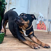 Vicious joined the competition — help win amazing prizes! dog, black_dog, brown_dog, chain_collar, wooden_porch, stretching, outdoor, curious, pet, canine, door, halloween_decoration, ghost, pumpkin, festive, animal, domestic_animal, background, daylight, close_up