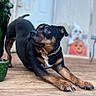 dog, black_dog, brown_dog, chain_collar, wooden_porch, stretching, outdoor, curious, pet, canine, door, halloween_decoration, ghost, pumpkin, festive, animal, domestic_animal, background, daylight, close_up