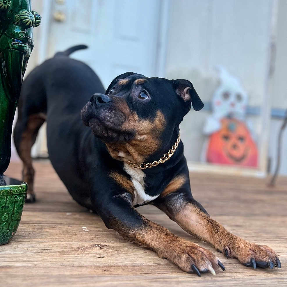 Vicious joined the competition — help win amazing prizes! dog, black_dog, brown_dog, chain_collar, wooden_porch, stretching, outdoor, curious, pet, canine, door, halloween_decoration, ghost, pumpkin, festive, animal, domestic_animal, background, daylight, close_up