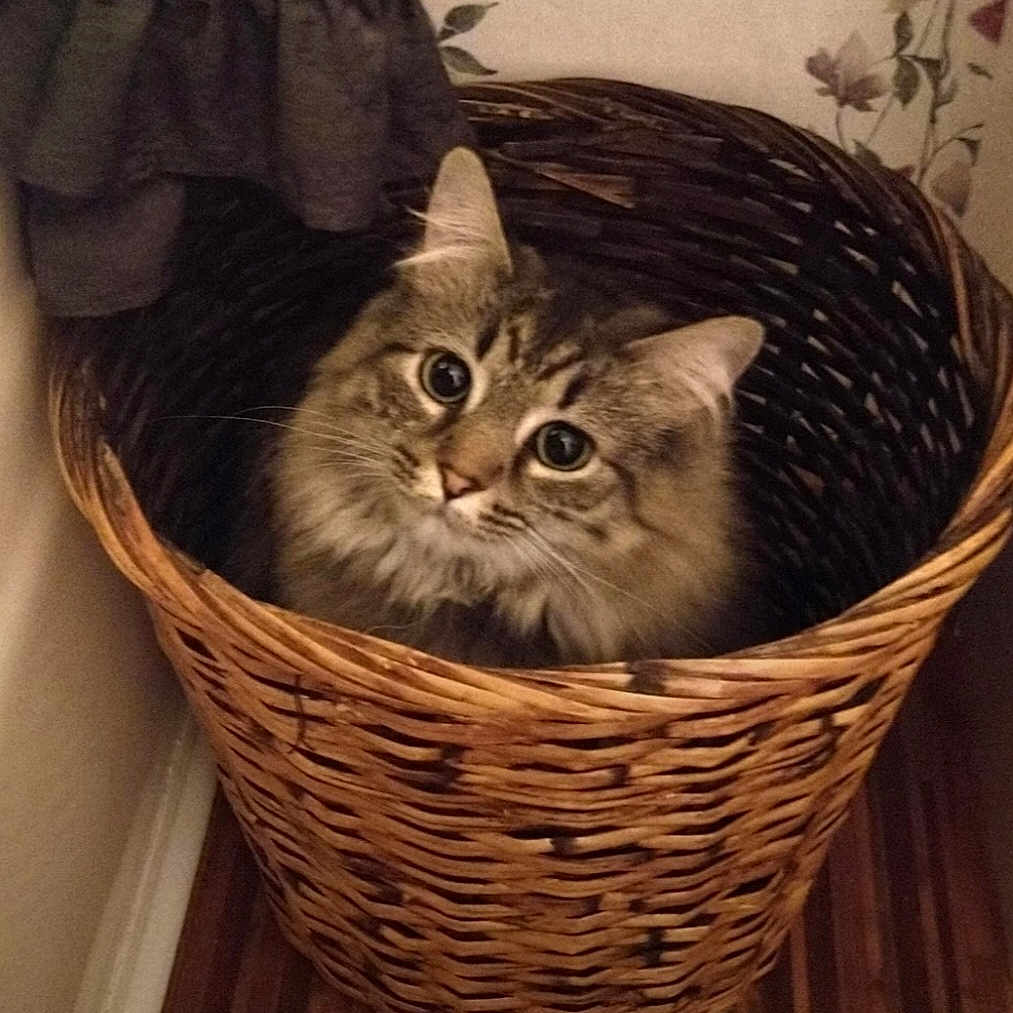 Precious joined the competition — help win amazing prizes! animal, basket, cat, cozy, curious, cute, domestic, ears, feline, floral_pattern, fur, indoor, looking_up, pet, sitting, tabby, wallpaper, whiskers, wicker_basket, wooden_floor