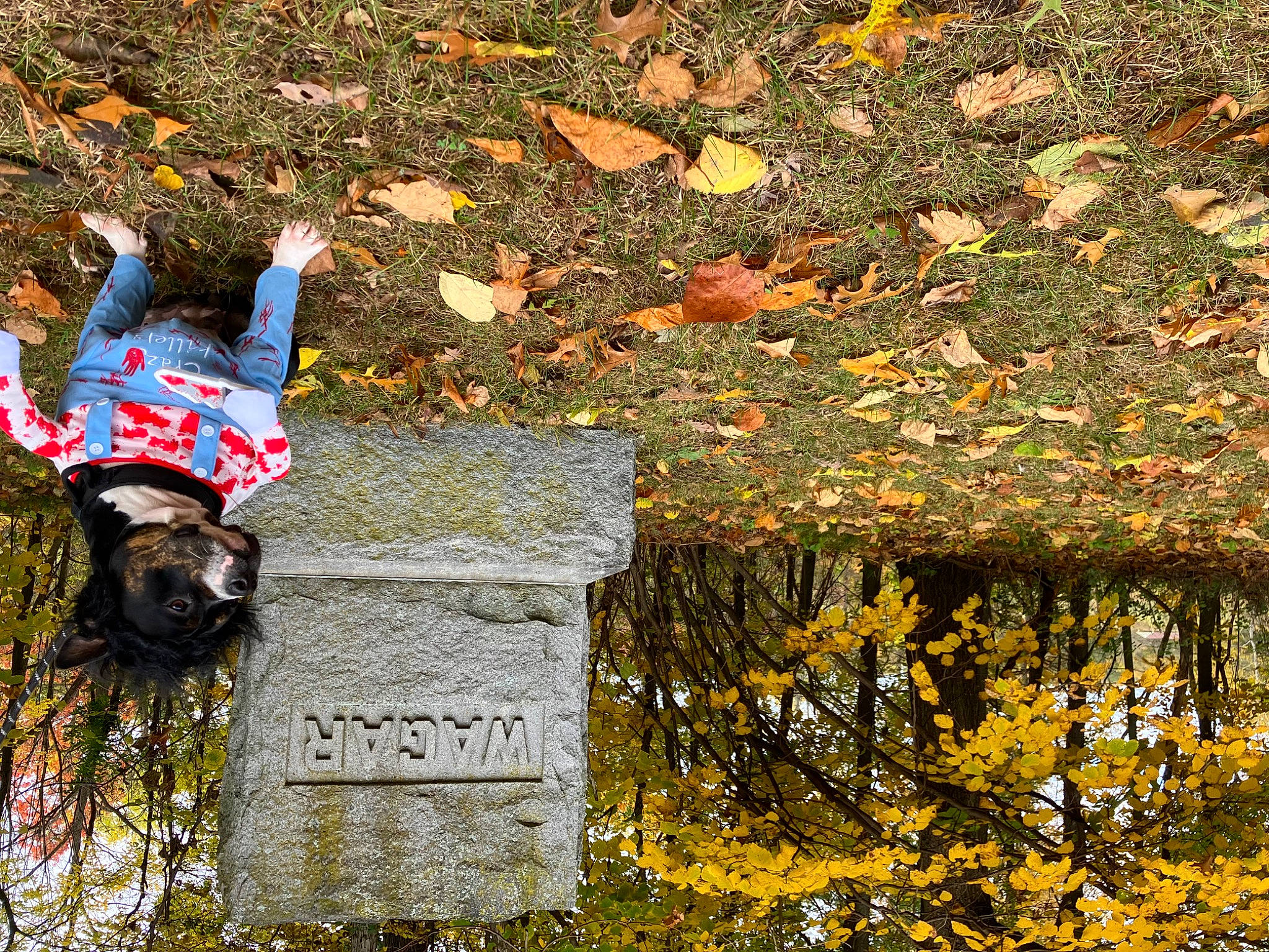 Kenzie joined the competition — help win amazing prizes! autumn, carmine, cemetery, deciduous, flag, grass, grave, groundcover, landscape, leaf, people_in_nature, road_surface, shadow, soil, tints_and_shades, trunk, water, wood