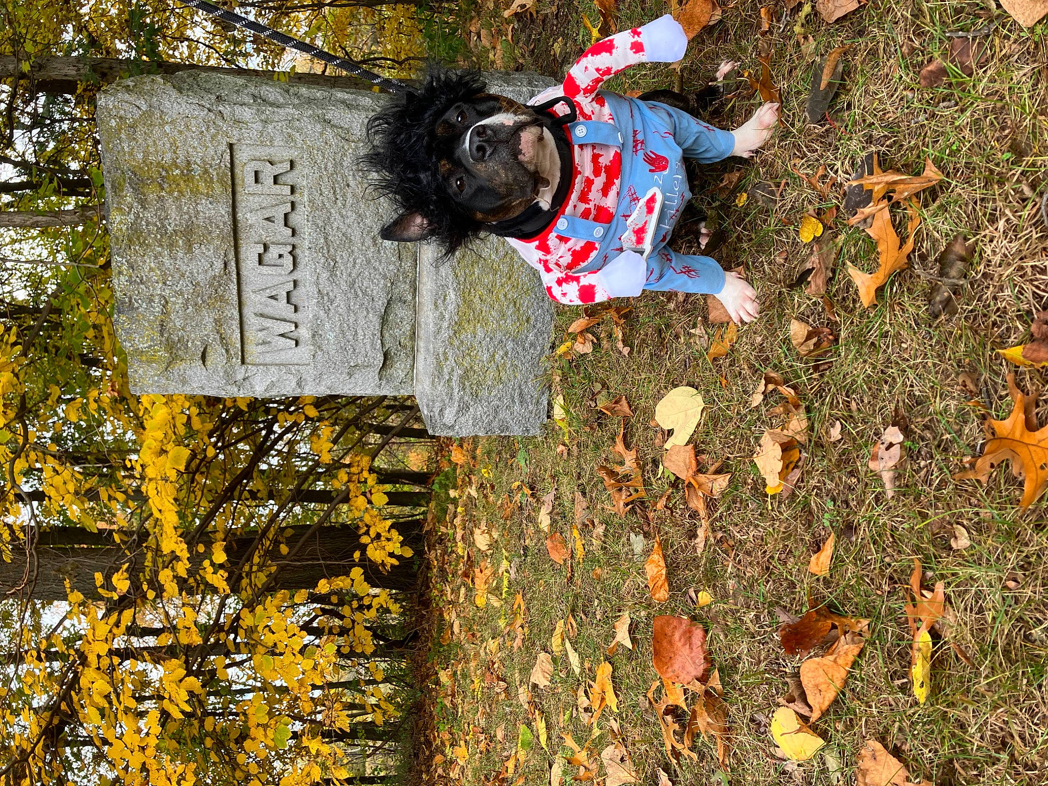 Kenzie is registered to the contest to win money with this photo: autumn, carmine, cemetery, deciduous, grass, grave, groundcover, leaf, people_in_nature, plant, shadow, soil, tints_and_shades, toddler, tree, trunk, wood