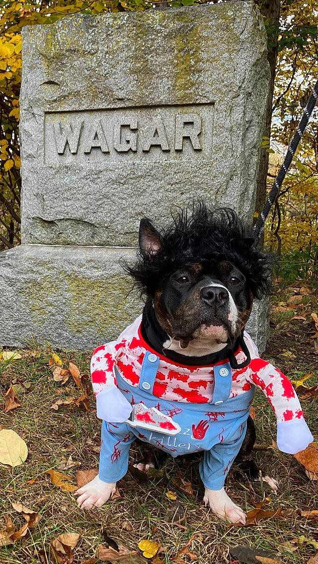 Kenzie joined the competition — help win amazing prizes! canidae, carnivore, collar, companion_dog, dog, dog_breed, dog_clothes, dog_collar, dog_supply, fawn, grass, grave, leash, plant, snout, sporting_group, tail, toy_dog, tree, working_animal